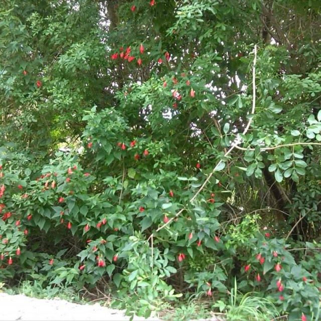 Red Flowers At Jungle Trail
