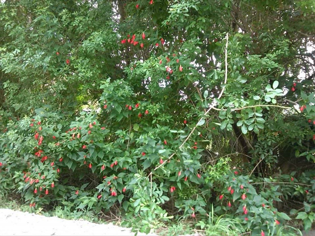 Red Flowers At Jungle Trail
