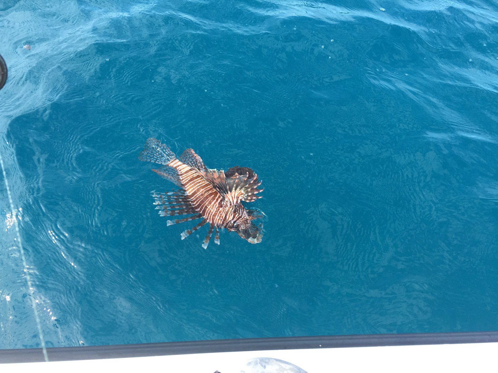 14" Lion Fish On Rod W/ Squid!!