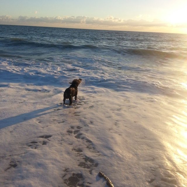 Where's The Stick?!