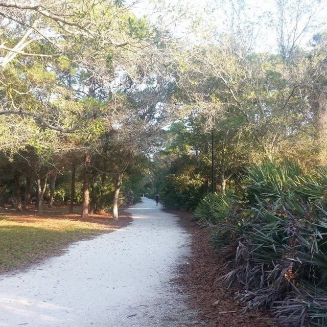 Rays Over Saw Palmetto