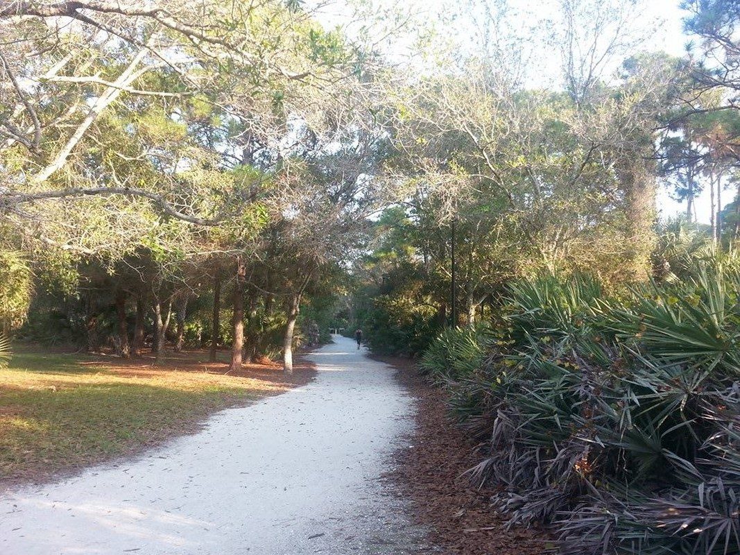 Rays Over Saw Palmetto