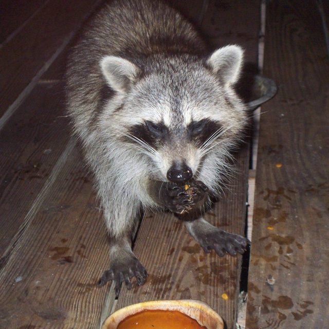 County Critter