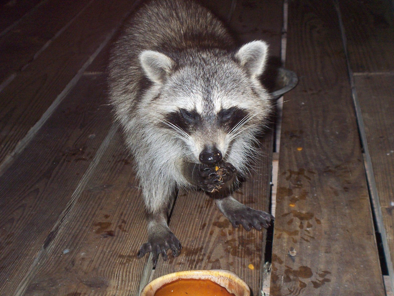 County Critter