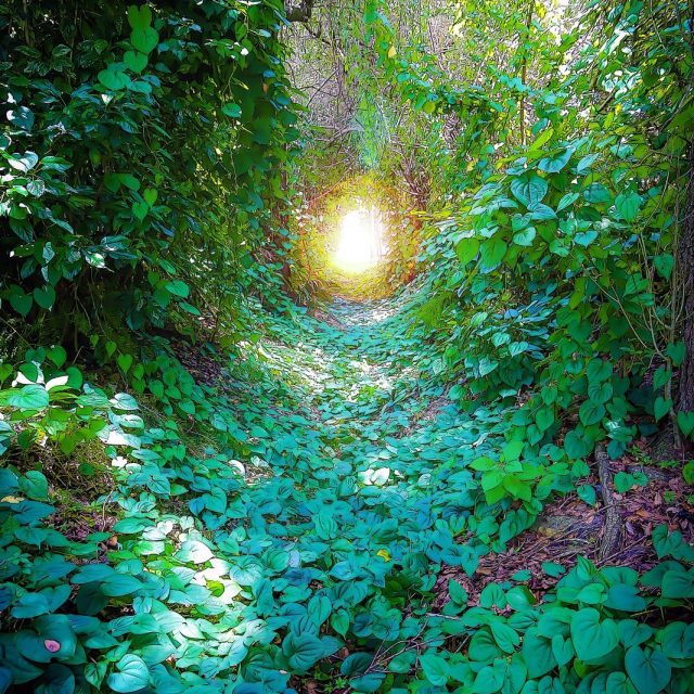 Path