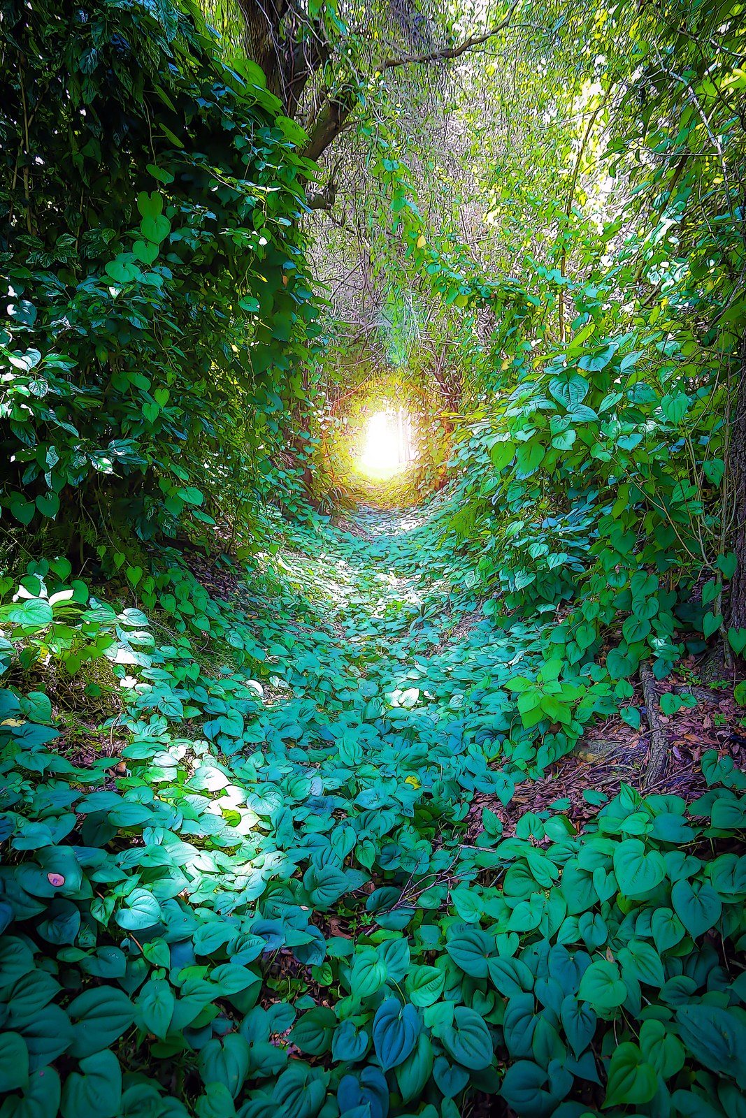 Path