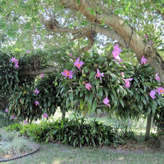 ORCHIDS On OAK IRC