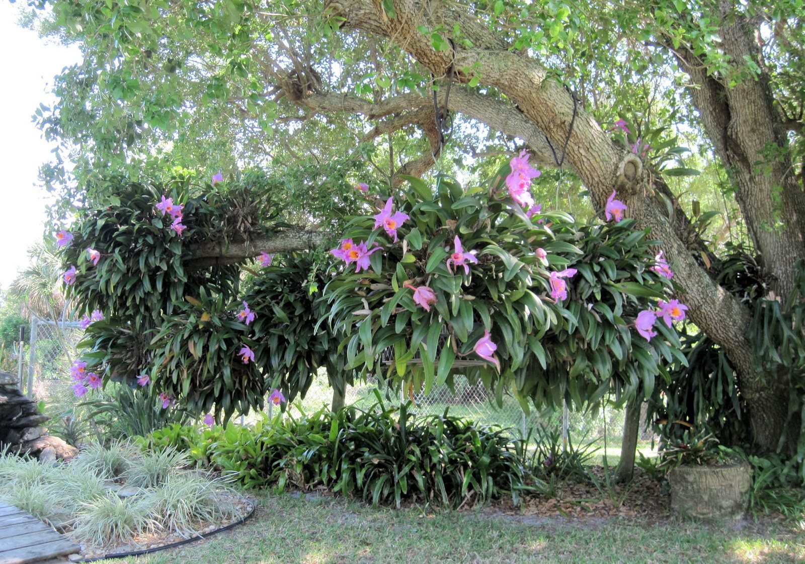 ORCHIDS On OAK IRC
