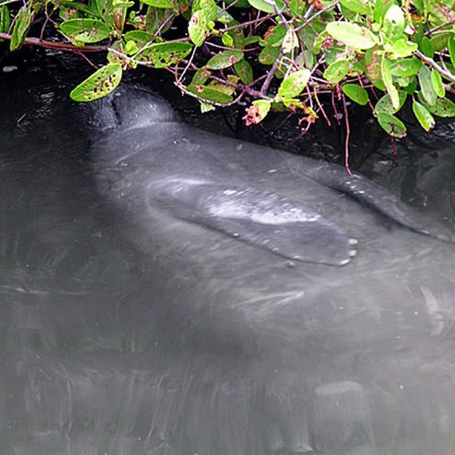 Mangrove Manatee Diner