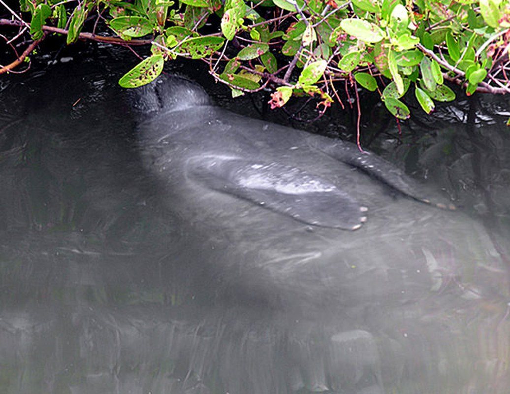 Mangrove Manatee Diner