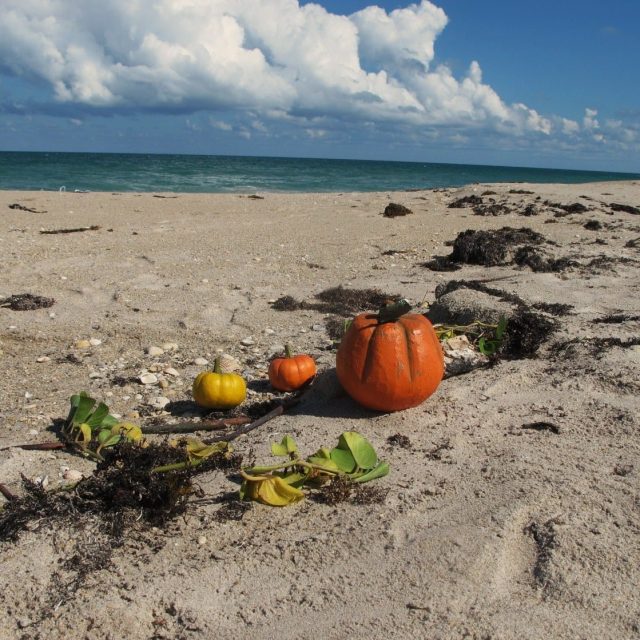 Beach Pumpkin Patch Off AIA