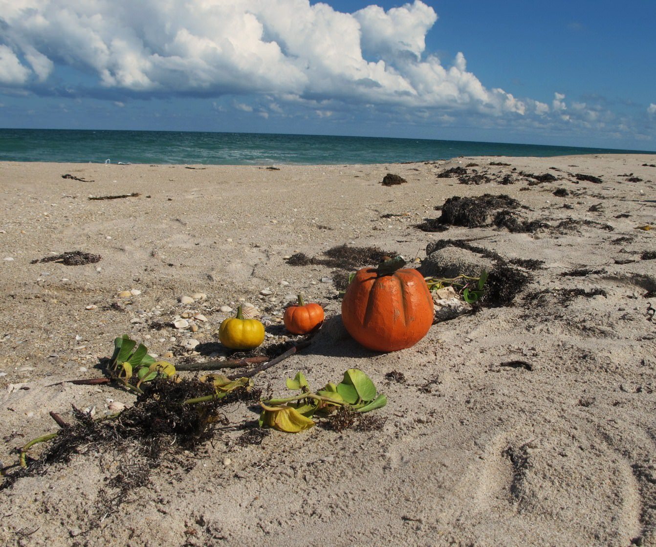 Beach Pumpkin Patch Off AIA