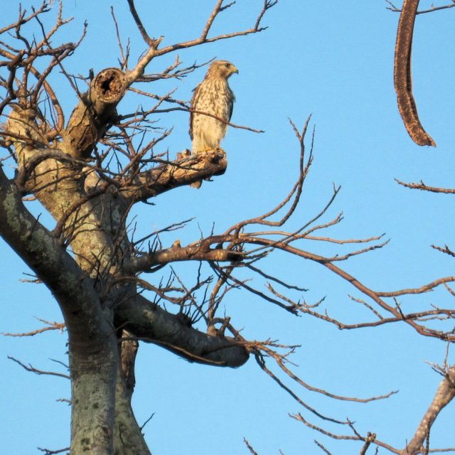 Jungle Trail Greenway Hawk