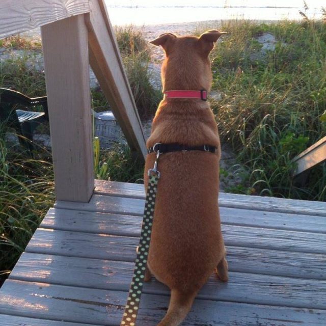 Good Morning Sandy