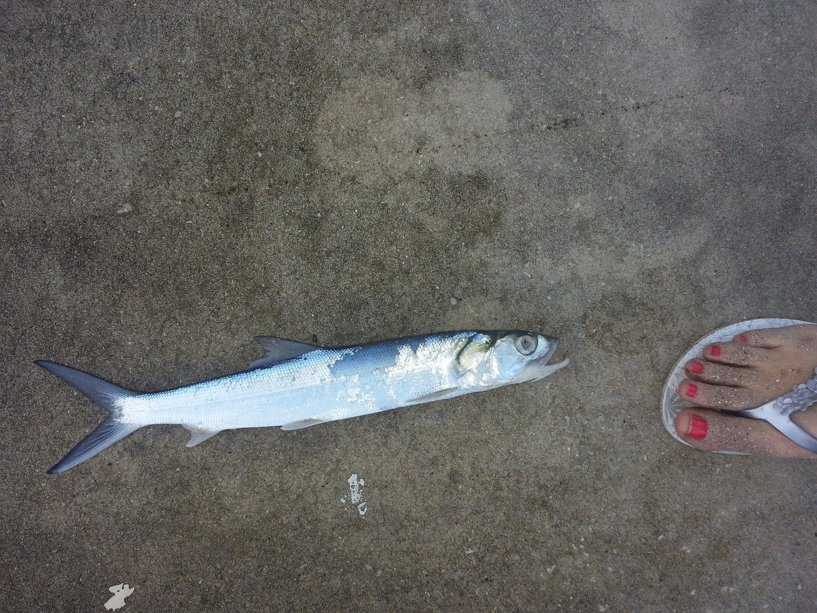 Lady Fishing
