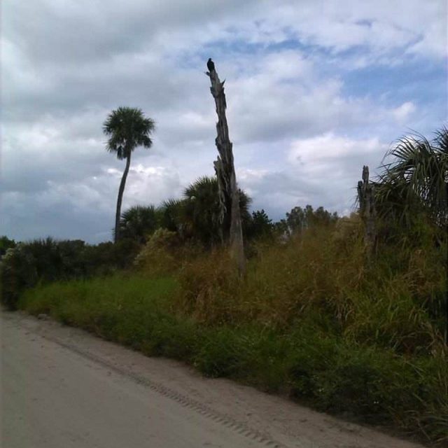 Vulture At Pelican Island