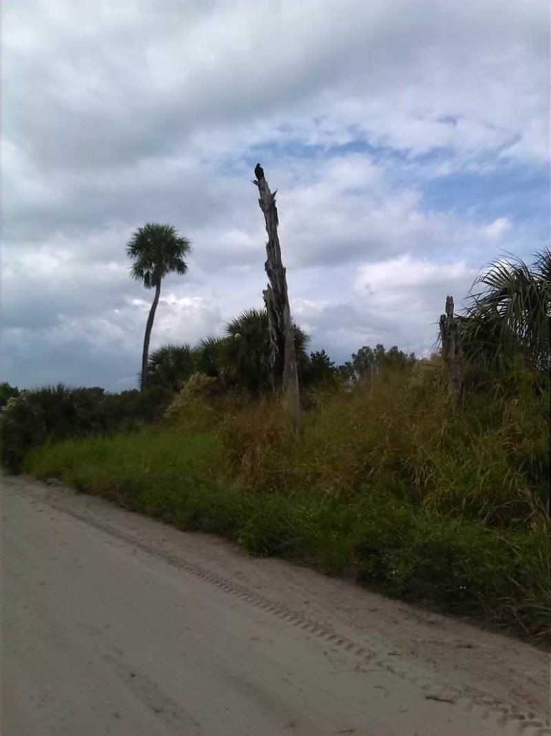 Vulture At Pelican Island