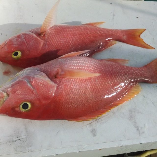 Yellow Eyed Snapper - Good Eatin'
