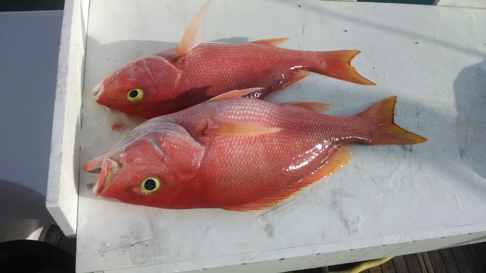 Yellow Eyed Snapper - Good Eatin'