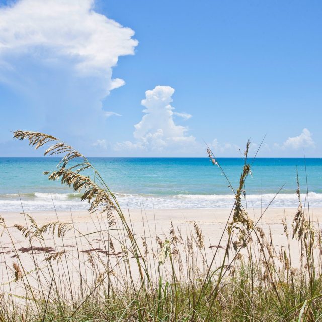 Beach Grass