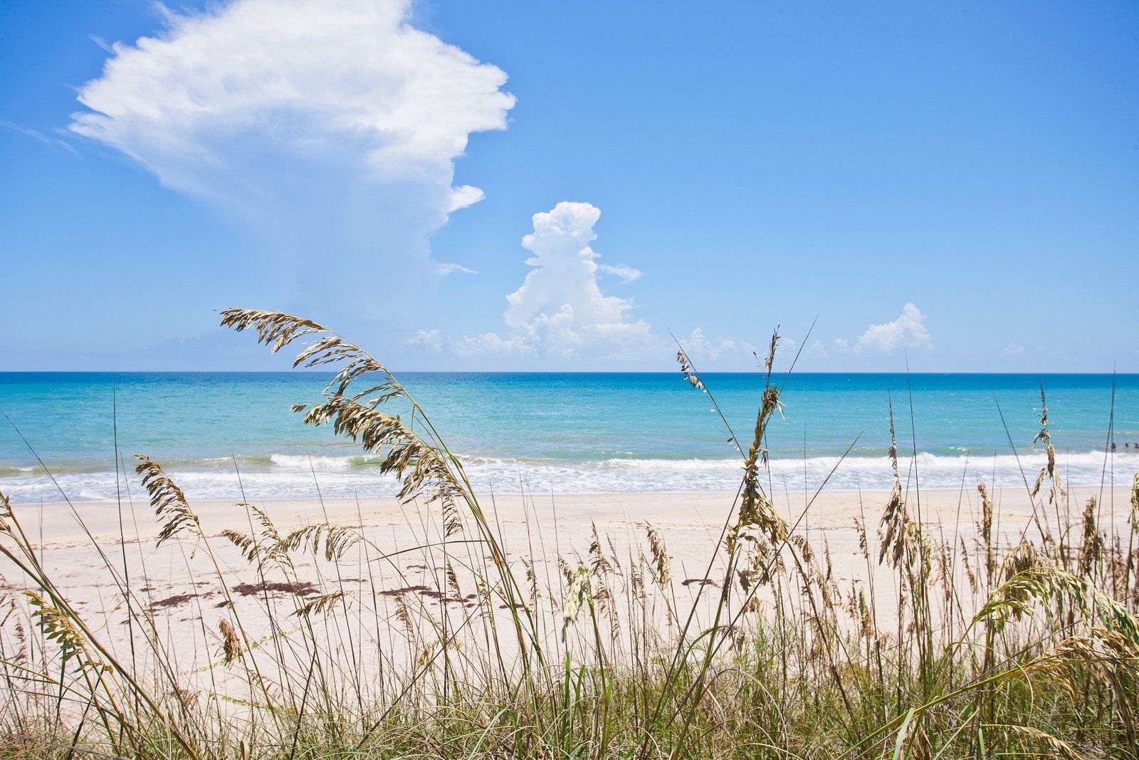 Beach Grass