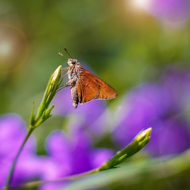 Moth