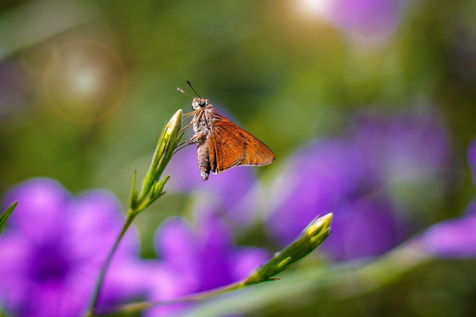 Moth