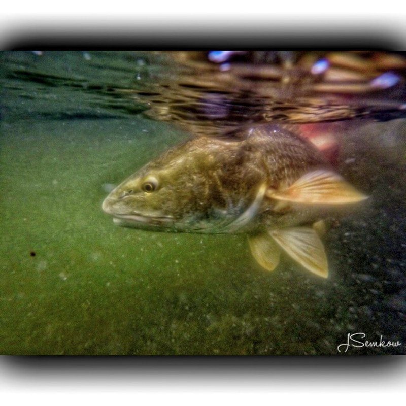 Keeping Fish Alive
