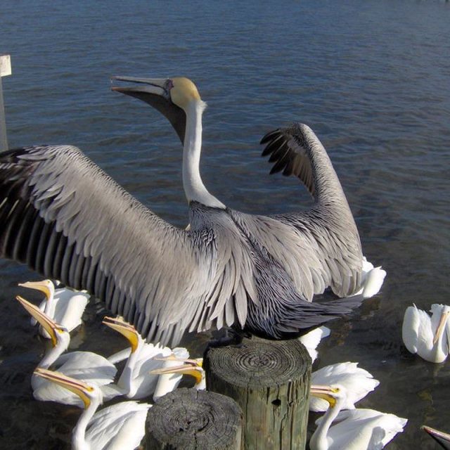 PELICANS