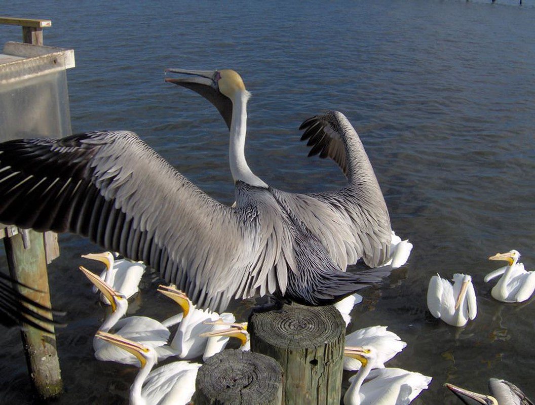 PELICANS