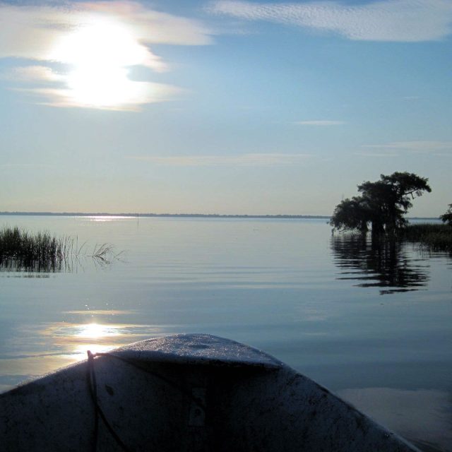 I.R. BLUE CYPRESS Morning