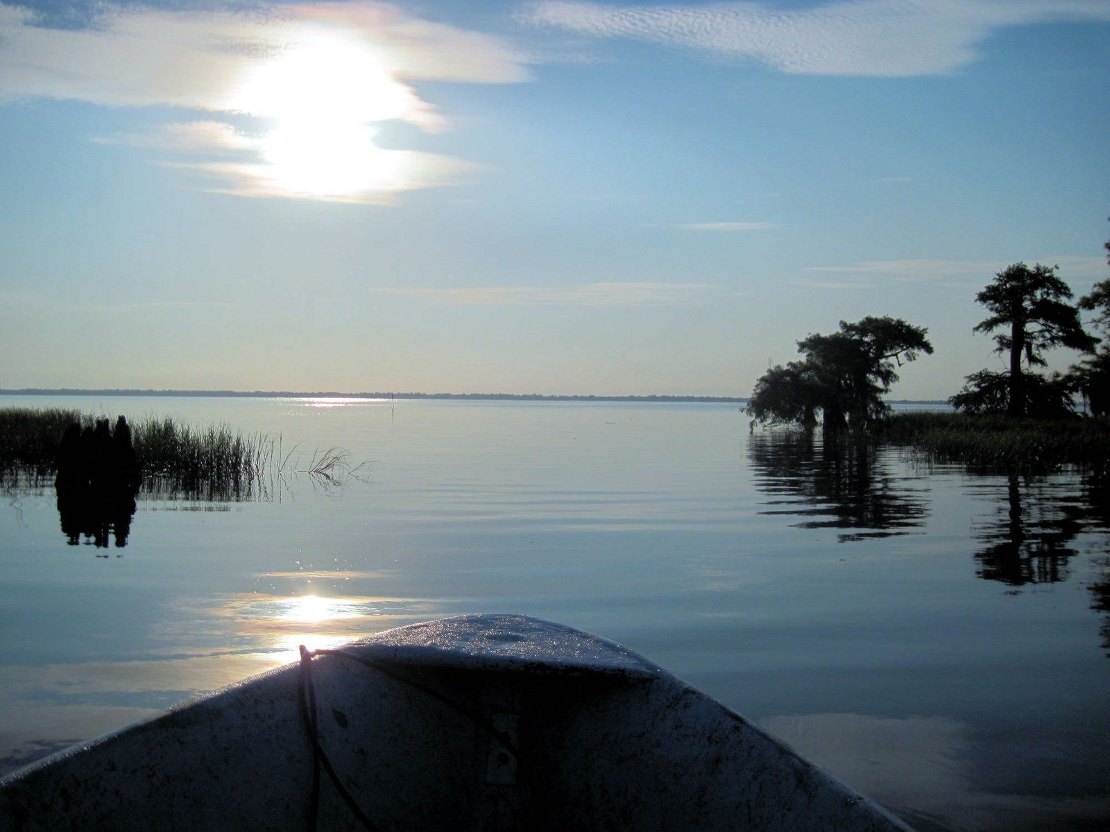 I.R. BLUE CYPRESS Morning