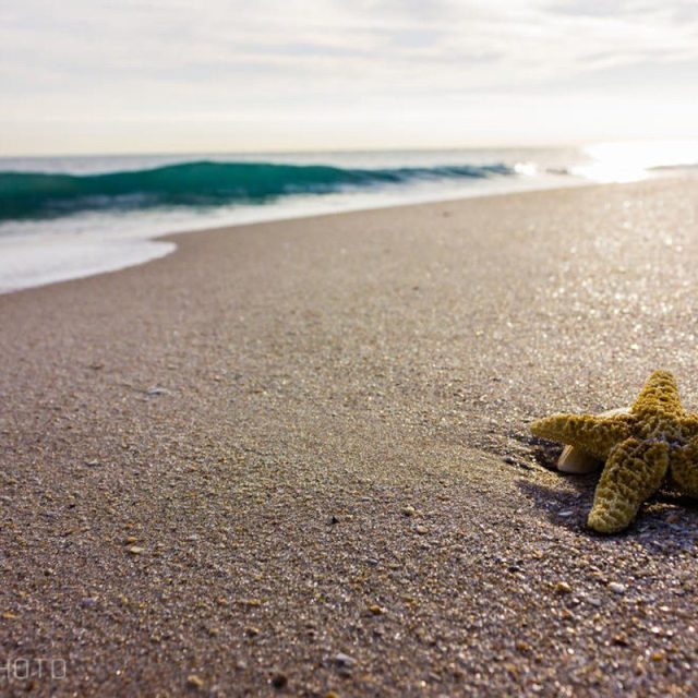 Washed Ashore