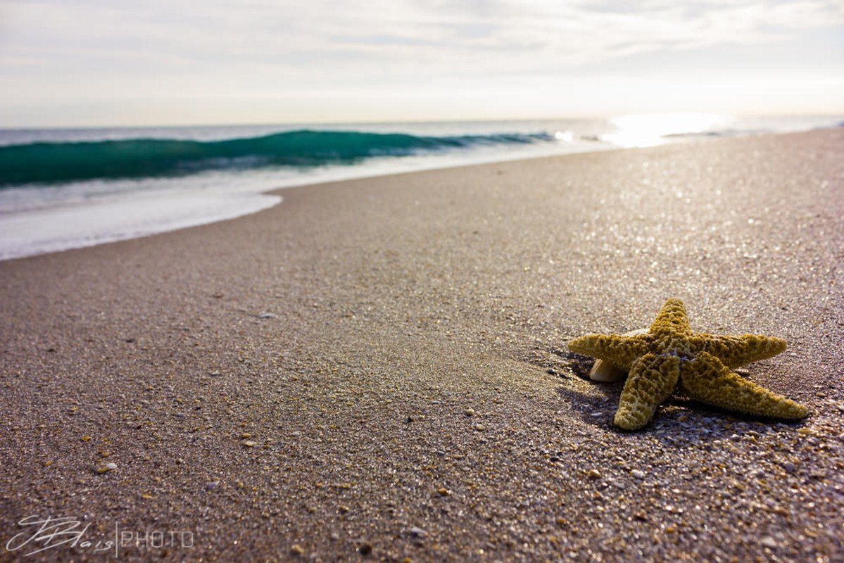 Washed Ashore
