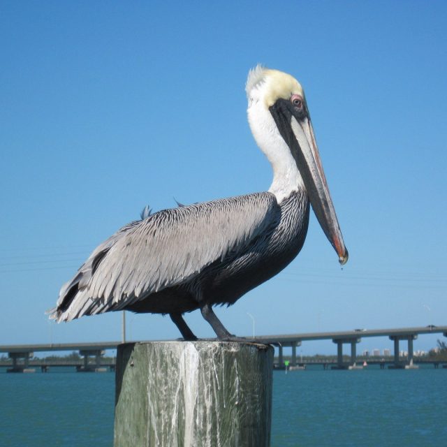 PeliCAN