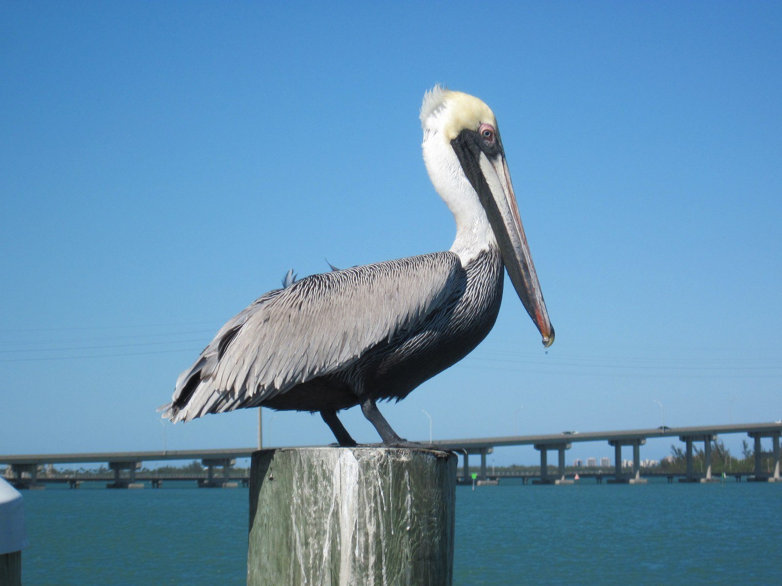 PeliCAN