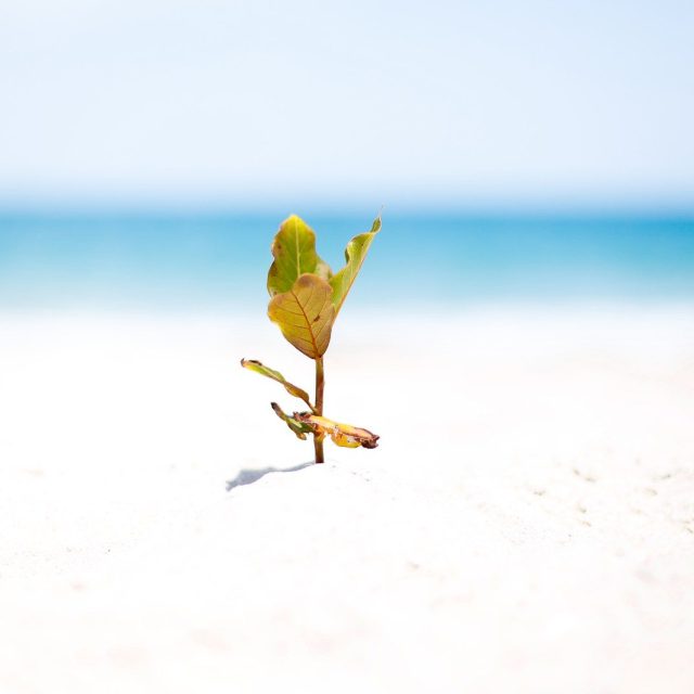 White Sands