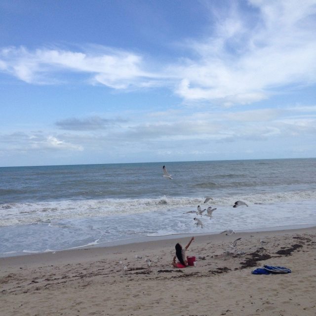 Gal N Gulls