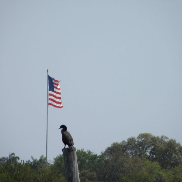 Red, White And Blue
