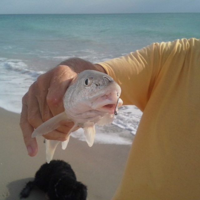 Catfish Piercing