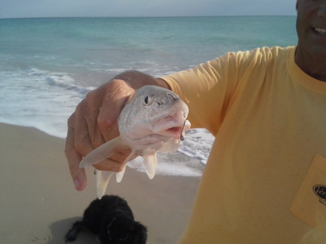 Catfish Piercing