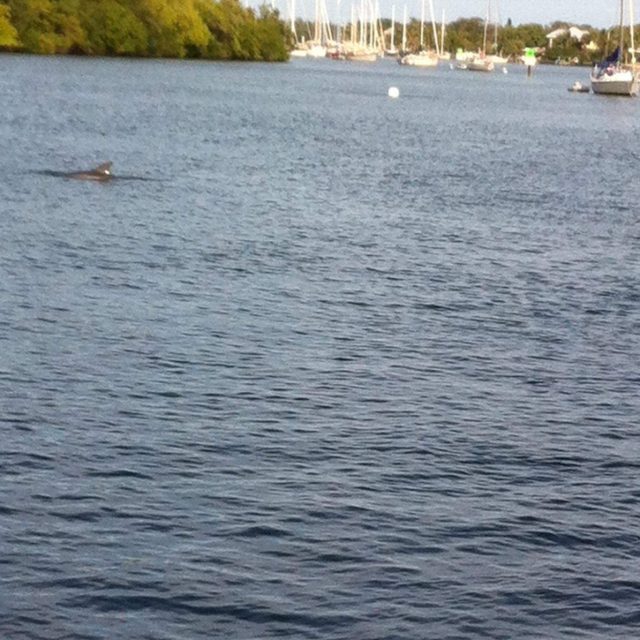 Dolphin In The River