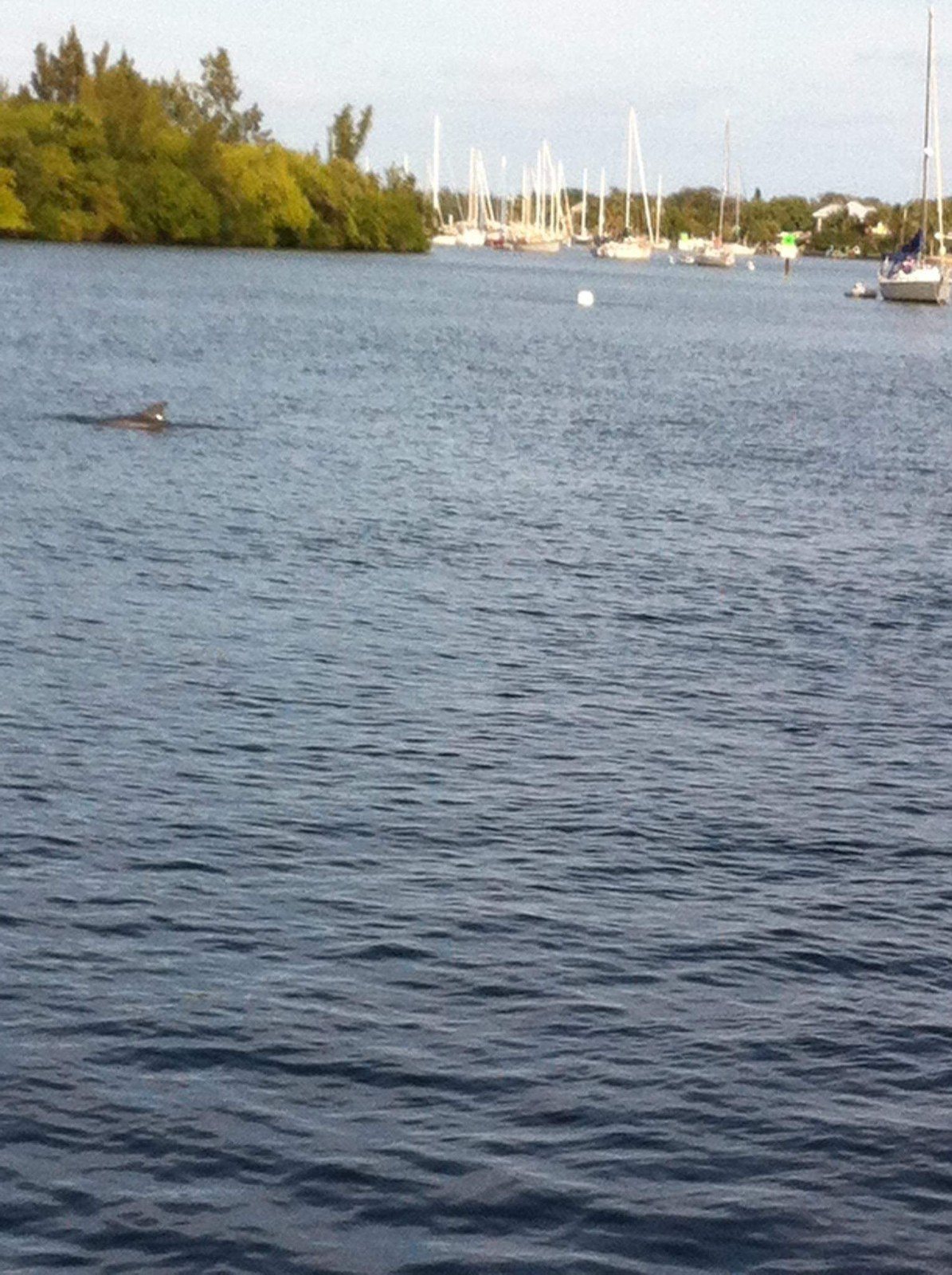 Dolphin In The River