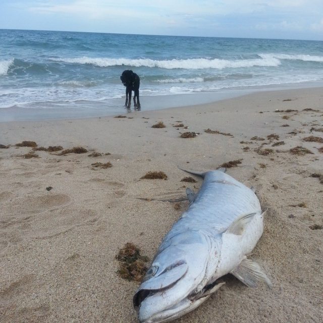 Terminal Tarpon