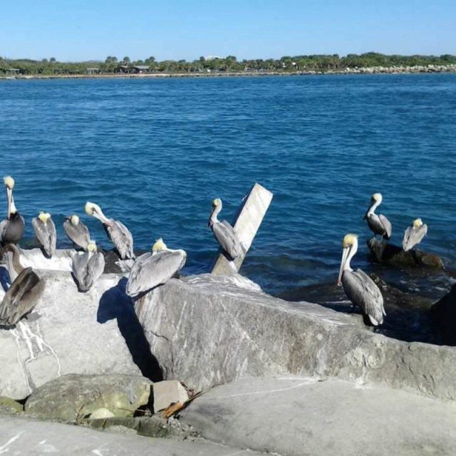 Pelicans At The Jetty