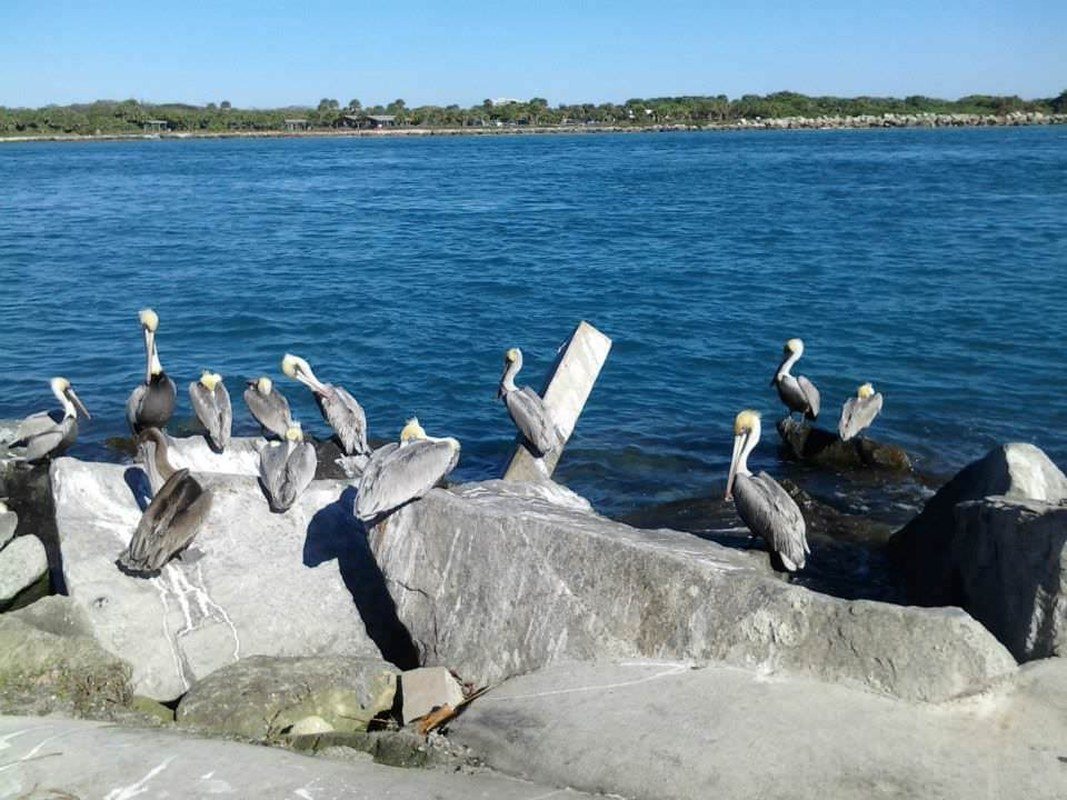 Pelicans At The Jetty