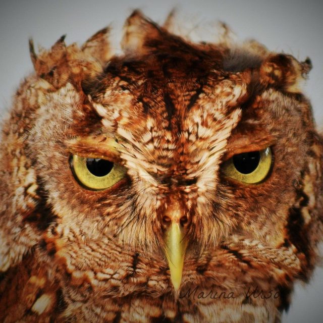 "Screech"