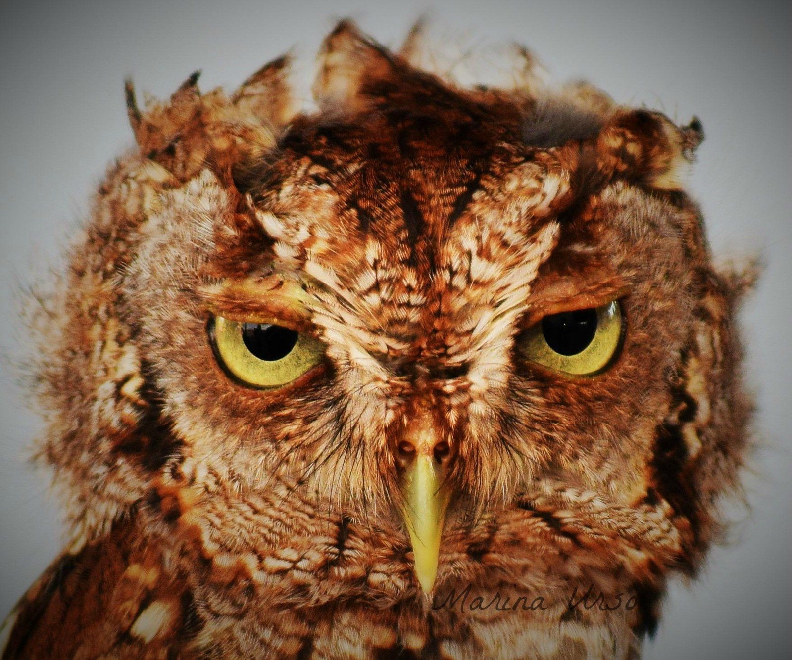 "Screech"