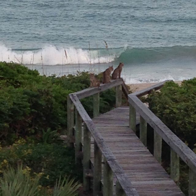 Seagrove Bobcats