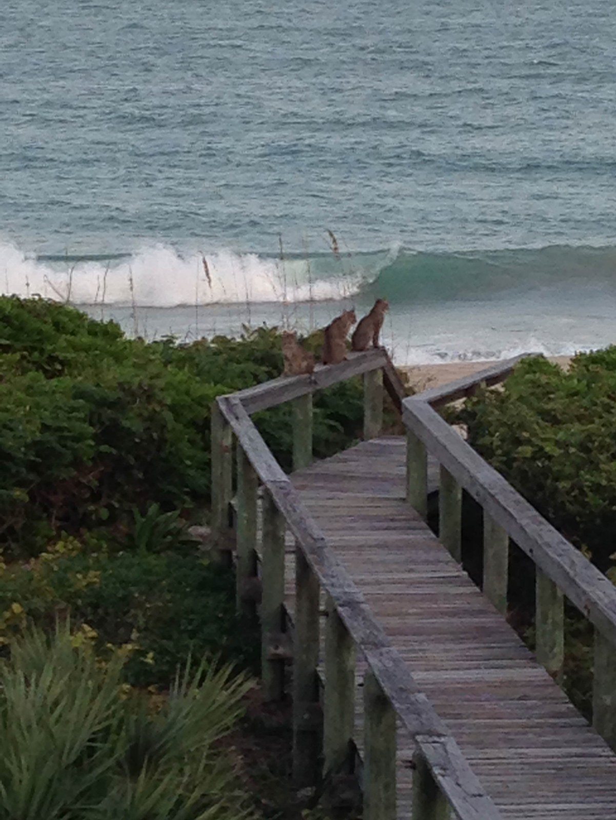 Seagrove Bobcats